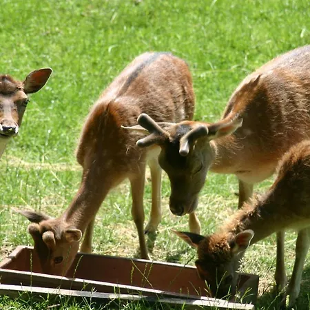 Rehblick * Rockeskyll