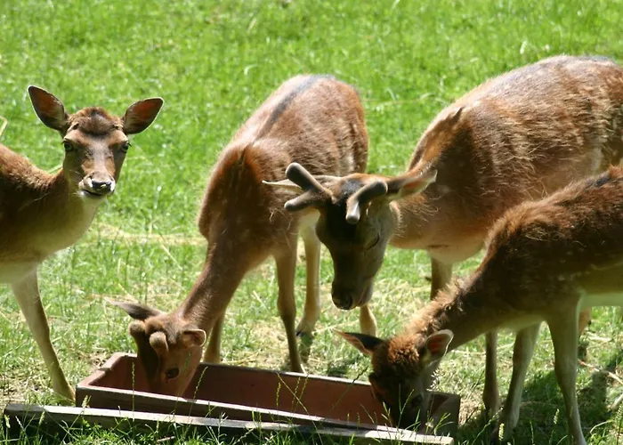 Rehblick * Rockeskyll